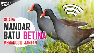 Download Suara Mandar Batu Betina Buat Jantan Langsung Mendekat MP3