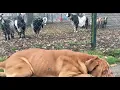 Dogue de Bordeaux and the Goat family