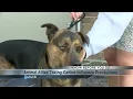 Animal Allies responds to Minnesota s canine influenza