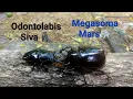 Download Lagu Stagbeetle Vs Rhinocerosbeetle : Megasoma Mars 92mm. vs Odontolabis Siva 83mm.