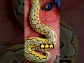 He likes the cute snake