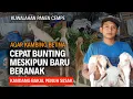 Lagu MEMBUAT KAMBING CEPAT BUNTING MESKIPUN BARU BERANAK | @AGROTV9