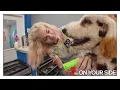 Franklin County groomer transforms dogs into zoo animals with clipper art