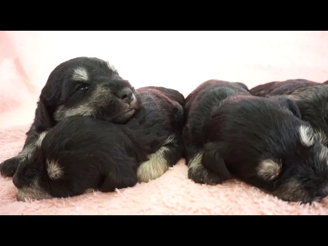 動画