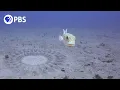 Pufferfish Builds Sand Sculpture for Mating