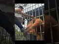 Orangutan Attacks Human