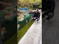 Download Lagu Amazing Outdoor Koi Pond! 🐠