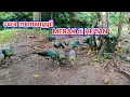 Download Lagu cara memanggil MERAK di HUTAN