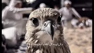 الجفا ممنوع      دندنها