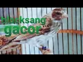 Download Lagu Burung blackthroat silangan sanger gacor