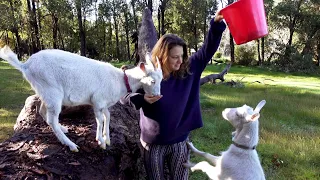 Winter Adventures on the Ramshackle Ranch: Parrots, Pigs, Goats, Ducks! – Free Range Homestead Ep 19