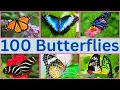 Download Lagu 100 Magical Butterflies You Need To See RIGHT NOW