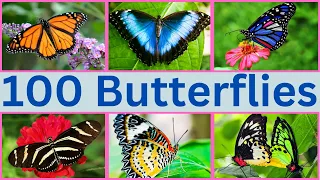 100 magical butterflies you need to see right now