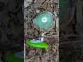 Download Lagu Fan in the Jungle #shorts #fan #kipasangin