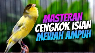 Download KENARI GACOR VARIASI LAGU BANYAK CENGKOK ISTIMEWAH - MASTERAN KENARI ISIAN PRENJAK CIBLEK AMPUH MP3