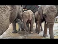 Lagu Young Elephants, Timisa \u0026 Khanyisa Show Great Interest in Orphan, Phabeni!