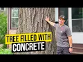 Download Lagu Concrete Filled Tree!