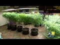 Hanford expected to award first cannabis permits tonight
