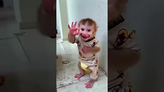 خالو شوف قرد كيوت Cute 