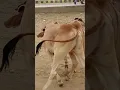 Naughty Bachray Playing Around the ๐Cow!