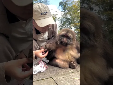 Poor Monkey Without Hand 😰 Part-172