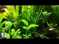 Download Lagu Stunning Tropical Aquarium Fish \u0026 The Best Relax Music