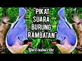 Download Lagu Suara pikat burung rambatan paling ampuh | rambatan paruh merah | mp3 pikat 100% ampuh
