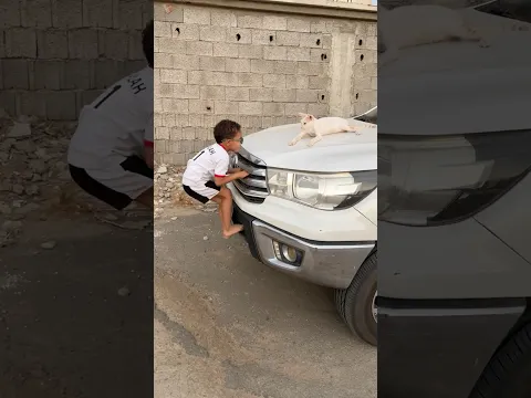 حمودي عصب على القطة فوق سيارة بابا 😂🐈😹 #shorts