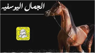 الجمال اليوسفيه شعرها سواد الليل لا طاح اداء احمد التويم 2025 حصريا 