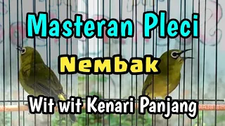 Download masteran pleci nembak wit wit kenari panjang MP3