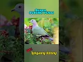 Download Lagu SUARA BURUNG PUNAI || cocok untuk manggil burung punai  #burungpunai #suaraburung #shorts