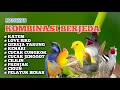Download Lagu MASTERAN BURUNG KOMBINASI BERJEDA | Katem, Love Bird, Kenari, Gereja,Cucak Jenggot, Prenjak, Dll