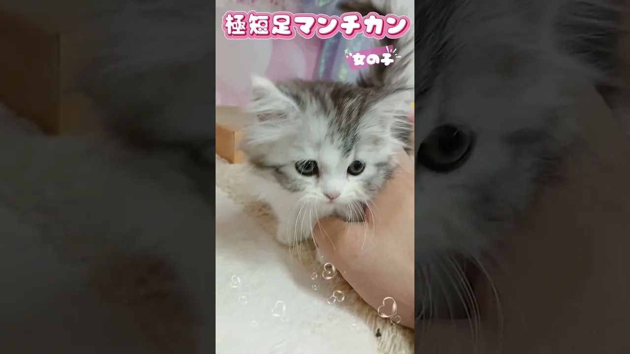 動画