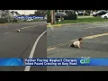 Father Facing Charges After Infant Found Crawling Through New Jersey Intersection