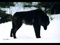 Download Lagu BBC wildlife animal documentary - National geographic - Black Wolf s Secret Life