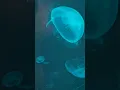 Download Lagu Jellyfish So Beautiful You’ll Watch on Repeat 🪼💫 #Shorts