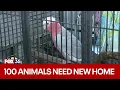 Nearly 100 Daytona Beach animals in need of new home after business foreclosure