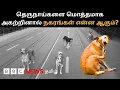 Download Lagu மக்களுக்கு அச்சுறுத்தலாக மாறுகிறதா தெருநாய்கள்? Stray Dogs-ஐ அகற்றினால் நகரங்கள் என்ன ஆகும்?