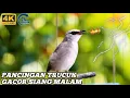 Download Lagu MASTERAN TRUCUKAN GACOR ROPEL PANJANG DI PAGI HARI cocok untuk terapi burung bahan