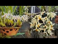 Lan Thanh Đạm Cỏ, Lan Lụa Vàng, Coelogyne viscosa, Dendrobium heterocarpum || Toán Ròm Garden 