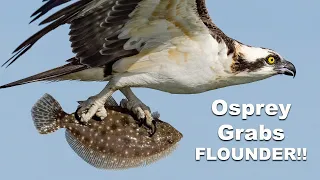 8X Slow Motion Osprey Grabs a Flounder - Will It Fly or Drop its Catch?
