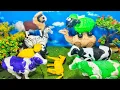 Download Lagu WADIDAU‼️PROSES POTONG SAPI KURBAN LUCU, KERBAU, GAJAH, SINGA, KUDA‼️PROSES SAPI MELAHIRKAN CESAR‼️