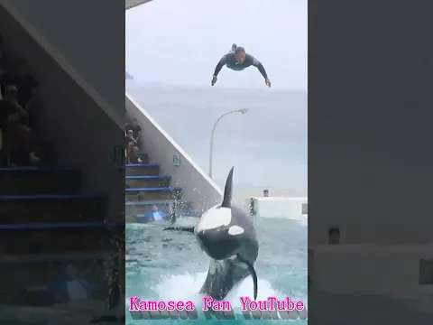 ララと秘技ベリーブロー最高!! #Shorts #鴨川シーワールド #シャチ #kamogawaseaworld #orca #killerwhale