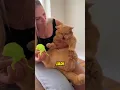 Download Lagu PERDEBATAN KUCING OREN SAMA MAMINYA