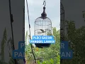 Download Lagu Pleci Gacor Panggil Lawan yg Dengar Auto Nyaut #kicaumania #plecibird #birds #burung #pleciisian
