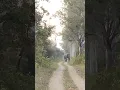 Download Lagu Rajaji National Park Jungle Safari | Rajaji Tiger Reserve | Bull Elephant at Rajaji National Park.