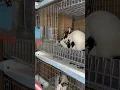 Breeding Meat Rabbits