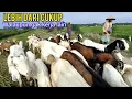 Download Lagu Tuturnya,Walaupun Saya Gak Karja Lain Tapi Kebutuhan Tetap Cukup Dari Ternak Kambing 