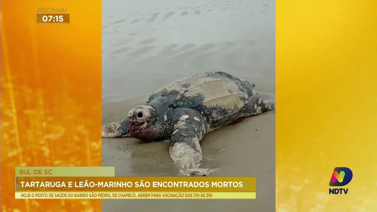 Tartaruga e leão-marinho são encontrados mortos na praia de Balneário Arroio do Silva