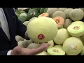 Tip Of The Day Imported Honeydew
